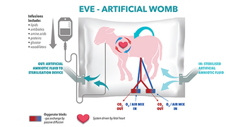 Artificial Wombs Are Getting Better and Better